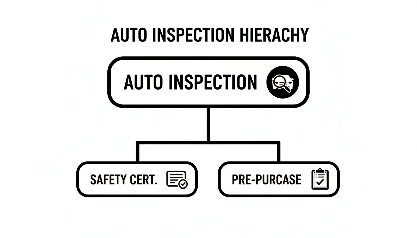 A hierarchy diagram illustrating auto inspection, dividing into safety certification and pre-purchase options.
